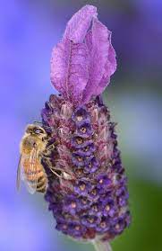 Bee Geez Bee Bee Keeping Bee Do
