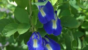 Pernahkah anda mendengar istilah bunga telang sebelum ini? Wajib Tahu Manfaat Si Biru Cantik Kembang Telang Bagi Kesehatan