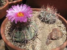 Nichol turk head cactus can be abbreviated as nthc. On Line Guide To The Positive Identification Of Members Of The Cactus Family