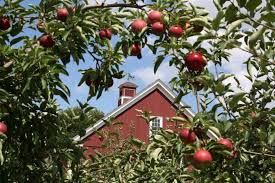 The Best Farms And Orchards For Apple Picking In The U S Apple Picking Fall Apple Farm Pick Your Own Apples
