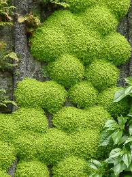 L Oasis D Aboukir Mur Vegetal Cree Par Patrick Blanc Rue D Aboukir Paris 2e 75 Mur Vegetal Exterieur Mur Vegetal Patrick Blanc