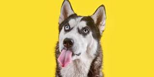 Tipos de rottweiler + fotos; Nombres Para Perros Husky Siberianos