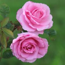 A light pink wine made from purple grapes, with the skins being removed from the juice during. Buy Rose Mum In A Million Syn Mille Hybrid Tea Rose Rosa Mum In A Million Poulren013 Pbr 19 99 Delivery By Crocus