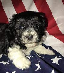 We also show our dogs in akc shows we have a great time together. Havanese Puppy For Sale Adoption Rescue For Sale In Benton Harbor Michigan Classified Americanlisted Com