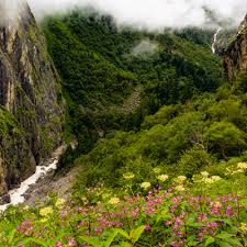 Flower valley of the western ghats, india. Valley Of Flowers Uttarakhand Tourism