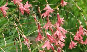 Image result for Dierama densiflorum