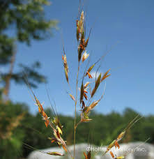 Image result for Sorghastrum nudipes