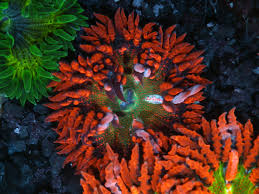 Maybe you would like to learn more about one of these? Rock Flower Anemones Page 18 Aquarium Advice Aquarium Forum Community