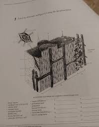 The thickness of a cross section depends on the details that you want to highlight. Solved 3 Label The Structures On Figure 6 3 Using The Li Chegg Com