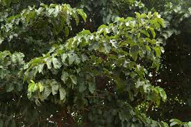 Image result for Milicia excelsa