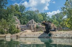 Memphis Zoo Things To Do In Memphis Zoo Map And Hours Memphis Zoo Zoo Grizzly Bear