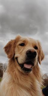 Gianna Benthe Cute Dog Wallpaper Cute Dogs Dog Photography