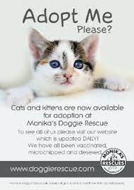 If you're looking to adopt a kitten, bookmark this page. 22 Best Cat Adoption Poster Ideas Cat Adoption Adoption Pet Adoption