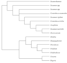 Image result for Endostemon villosus