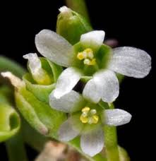 Image result for Montia