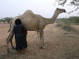 Camels have long been domesticated and, as livestock, they provide food (milk and meat) and textiles (fiber and felt from hair). Datei Camel Milking In Niger Jpg Wikipedia