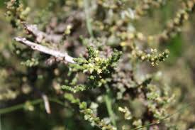 Image result for Salsola rabieana
