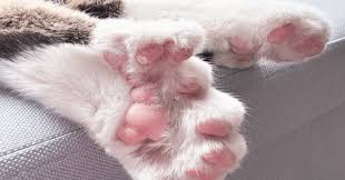 Trend Google: gatto