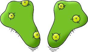 Pies Rana Animal Printables Paw Print Frog