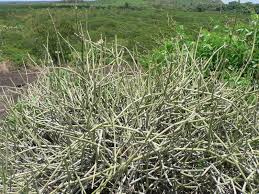 Image result for Cynanchum viminale