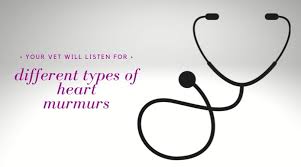 These usually happen when the blood circulates more quickly through the heart, say. What Is A Heart Murmur