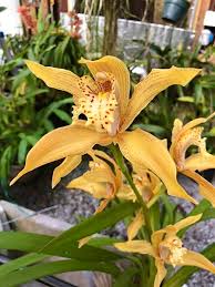Image result for Diaphananthe bidens