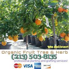 Your apple tree will start producing organic fruit with in one season of being planted, so the following fall harvest will bear fruit depending on the species and size of your tree. Organic Fruit Tree Herb Home Facebook