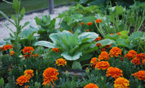 This video demonstrates simple pest control techniques which can help you to reduce harmful pests and stop them from damaging your fruit and vegetables. 8 Garden Flowers That Chase Away Vegetable Eating Bugs Off The Grid News