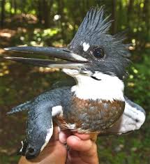 Belted Kingfisher Megaceryle Alcyon The Largest Kingfisher In The Western Hemisphere Pet Birds Animals Kingfisher