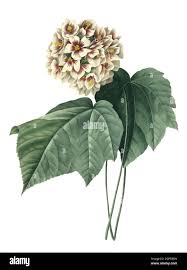 Image result for Dombeya kirkii
