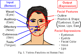 Its wall has three distinct layers—an outer (fibrous) layer, a middle (vascular) layer, and an inner (nervous) layer. Figure 1 From Development Of Face Robot To Express Various Face Shapes By Moving The Parts And Outline Semantic Scholar