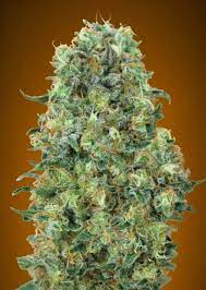 Currently the article critical mass is only a redirect page to this article. Critical Mass Von Advanced Seeds Cannabis Sorten Infos