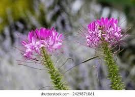 Image result for Cleome angustifolia