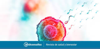 Como Aumentar El Conteo De Espermatozoides Consejos
