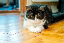When using a laser pointer to play with the cats, i've always been careful to end the session by giving them a physical toy to play with. Are Cat Laser Pointers Actually Good Toys Catster