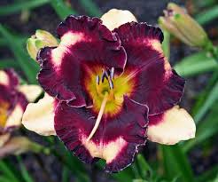 It rewards the title <of the jungle>, which appears after the player's name. Daylily Hemerocallis Rumble In The Jungle In The Daylilies Database Garden Org