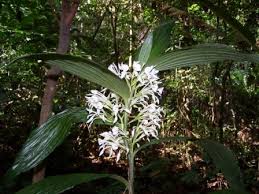 Image result for Corymborkis corymbis