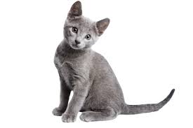 Maybe you would like to learn more about one of these? Adopt Dubuque Regional Humane Society