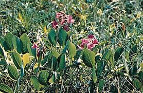 Image result for Fabaceae subfamily Mimosoideae