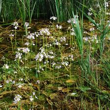 Belle plante aquatique 6 lettres. Plantes Aquatiques Liste Ooreka