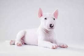 Miniature bull terrier puppies for adoption. Miniature Bull Terrier Dog Breed Information Temperament Health