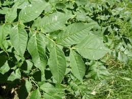 Image result for Oleaceae