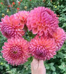 Beth Varas On Instagram These Two Dahlia Faves Are In The Jowey Family The First Jowey Winnie And The Second Jowey Nickey They Pro Dahlia Bloom Instagram