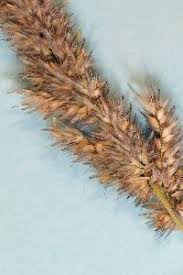 Image result for Enneapogon cenchroides