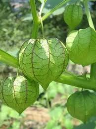 Image result for Physalis pubescens