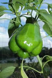From camelot to monty python and the holy grail, films based on the arthurian legend have provided a. How To Grow Bell Peppers Capsicum Annuum Gardening Channel