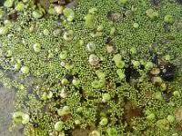 Image result for Wolffia arrhiza