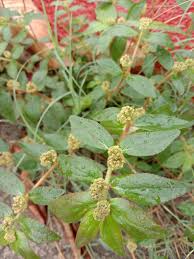Image result for Euphorbia hirta