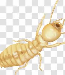 Munn, rotte, skadedyrbekjempelse, insektmiddel, integrert skadedyrsbekjempelse, utryddelse, mus, gasning, britiske pest control association, exterminator, utgassing png. Rat Fumigation Bintoro Pest Jasa Anti Rayap Control Fumigasi Games Transparent Png