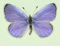 Image result for Celastrina argiolus